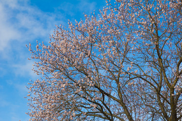 Fiori di mandorlo