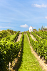 Fototapeta na wymiar wayside near Hnanice with vineyard, Southern Moravia, Czech Repu