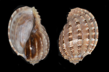 Harpa, a genus of predatory sea snails, gastropod mollusks in the family Harpidae