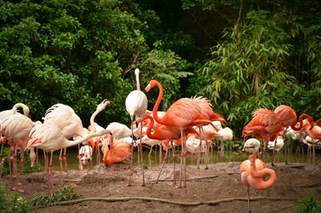 A flock of flamingos in the Shanghai Zoo © daria_serdtseva