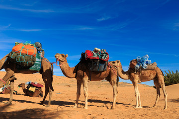 camels going through the desert