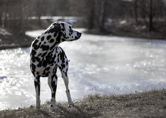 Dalmatian on the winter river