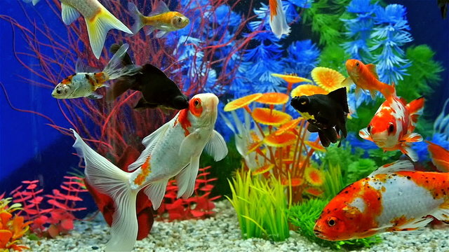 Slow Motion Of Fish Swimming In Tropical Freshwater Aquarium