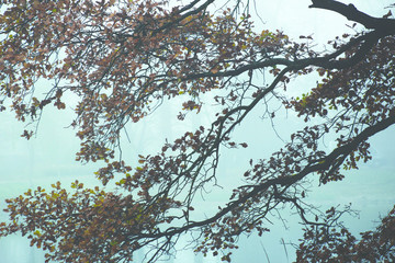 jesienny park we mgle5 © es2