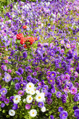 flowerbed of asters