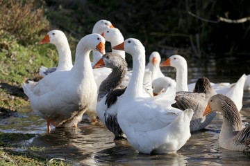 Natural background with domestic poultry at farmyard