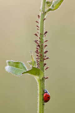 coccinelle puceron &eacute;levage manger insecte tige feuille