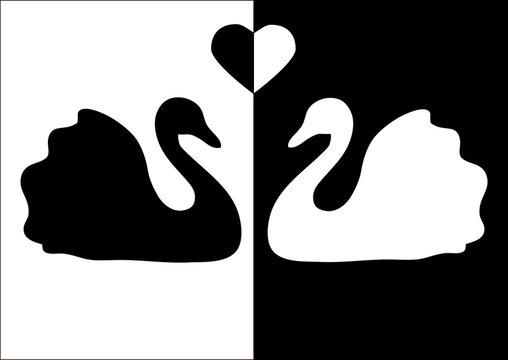 The black swan on white and white swan on black