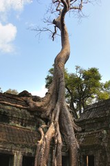  Ta Prohm temple at Angkor, Siem Reap Province, Cambodia was used as a location in the film Tomb Raider