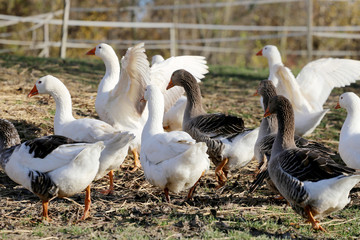 Grey and white domestic goose on poultry farm