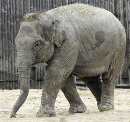 Fototapeta premium Elephant