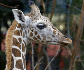 Obraz premium Giraffe