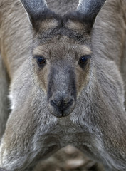 Kangaroo © szirtesi