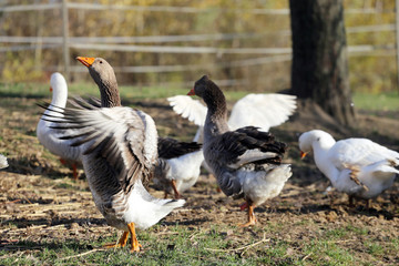 Group of white and grey domestic geese