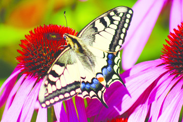 kolory i motyl © es2