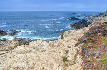 Amazing Vivid View of Blooming Area of Pacific Coastline.