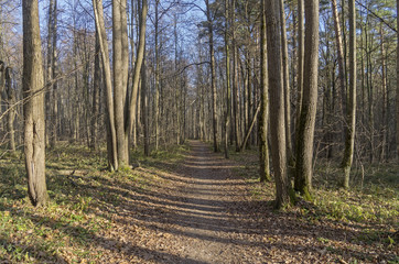 The path in the autumn forest.
