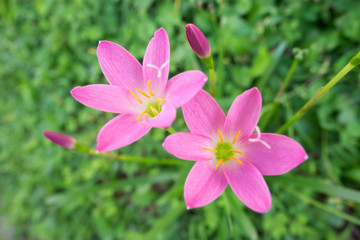 Obraz premium Pink flower on green background