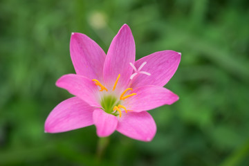 Pink flower on green background