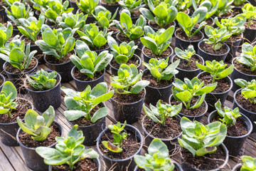 Young flower garden plant