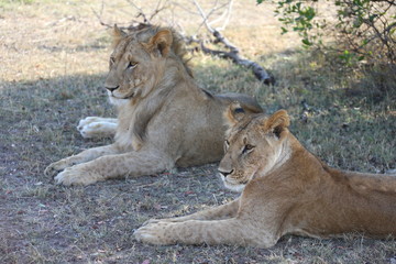Female Lions