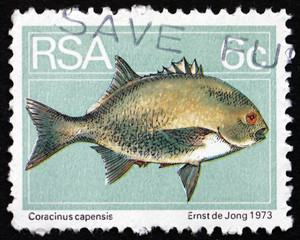 Postage stamp South Africa 1974 Galjoen, Marine Fish