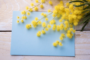 Fresh mimosa flower on wooden table