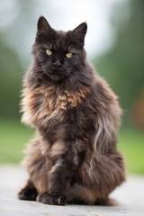 Old cat outdoors in the garden