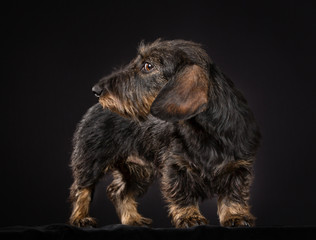 Wirehaired dachshund