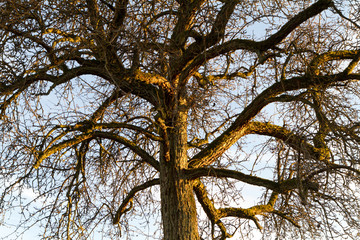 Baum im Winter