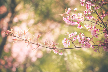 Wild Himalayan Cherry spring blossom