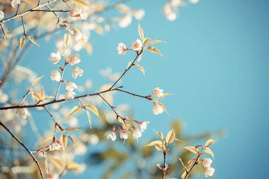 Fototapeta Wild Himalayan Cherry spring blossom