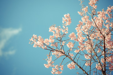 Wild Himalayan Cherry spring blossom