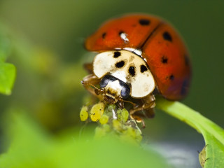Obraz premium Ladybug feeds on aphids. Natural pest control