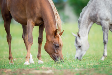 Naklejka na ściany i meble Two horses eating green grass in field, Arabian mares.