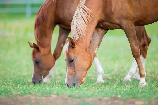 Two horses eating green grass in field, Arabian mares.