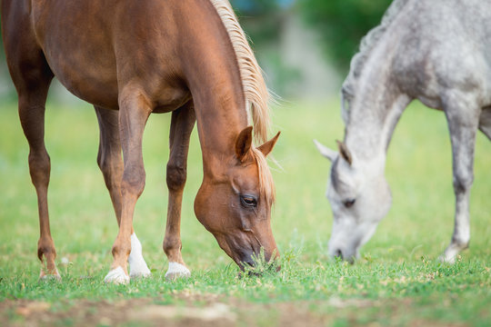Two horses eating green grass in field, Arabian mares.