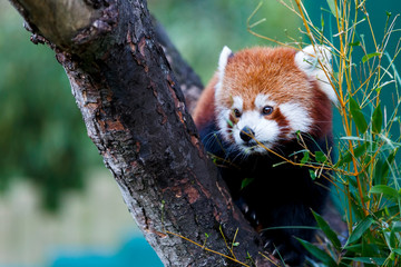 Cute red panda