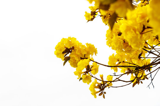 Fototapeta Yellow tabebuia flower blossom Yellow tabebuia flower blossom on
