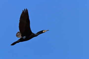 cormorant (phalacrocorax carbo)