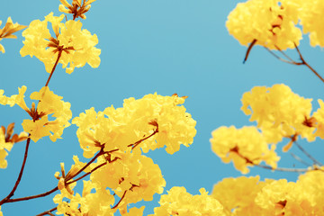 Fototapeta na wymiar Yellow tabebuia flower blossom