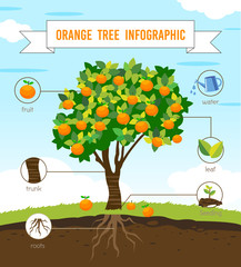 orange tree info graphic vector