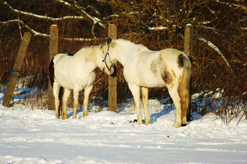 horse in winter