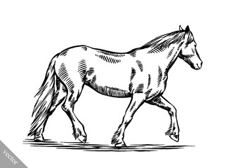 engrave ink draw horse illustration