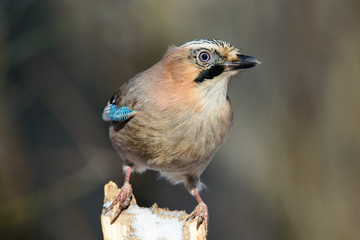 Jay bird on a twig