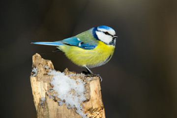 Fototapeta premium blue tit sitting on a tree trunk