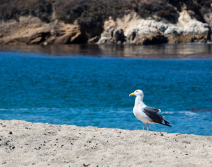 Seagull on the shore of a small bay