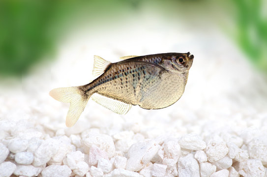 Common Silver Hatchetfish Gasteropelecus sternicla aquarium fish