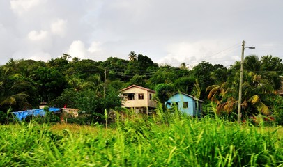 Fototapeta na wymiar Colorful homes under the tropical trees