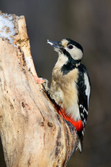 Great spotted woodpecker